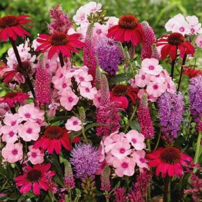 Bee Strong Pollinator Blend